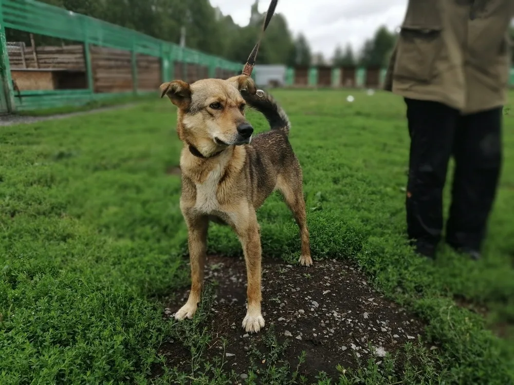 Собака Куззи, сука, Первоуральское городское общество защиты животных, Первоуральск. Фото 18 из 20.