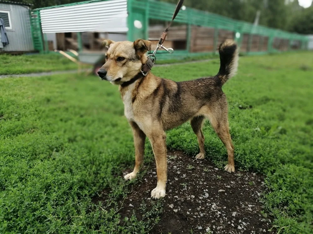 Собака Куззи, сука, Первоуральское городское общество защиты животных, Первоуральск. Фото 20 из 20.