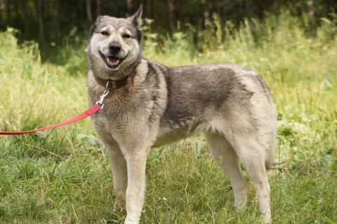 Ральфа - собака 7 лет, Первоуральск