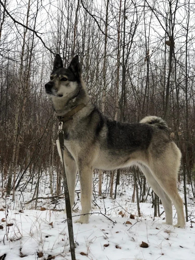 Собака Ральфа, сука, Первоуральское городское общество защиты животных, Первоуральск. Фото 14 из 20.