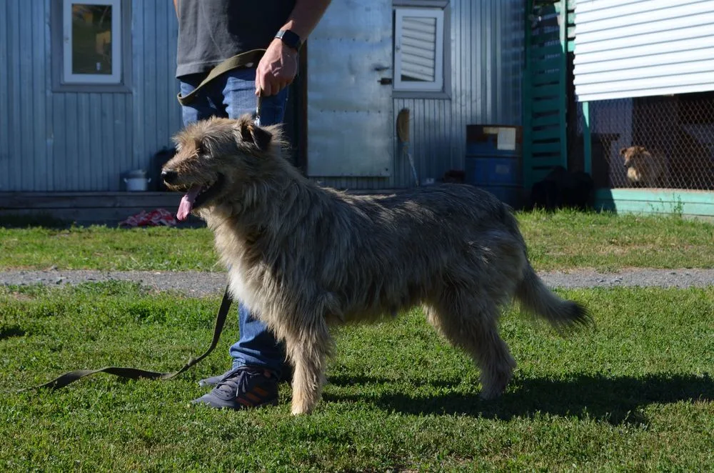 Собака Мелони, сука, Первоуральское городское общество защиты животных, Первоуральск. Фото 11 из 20.