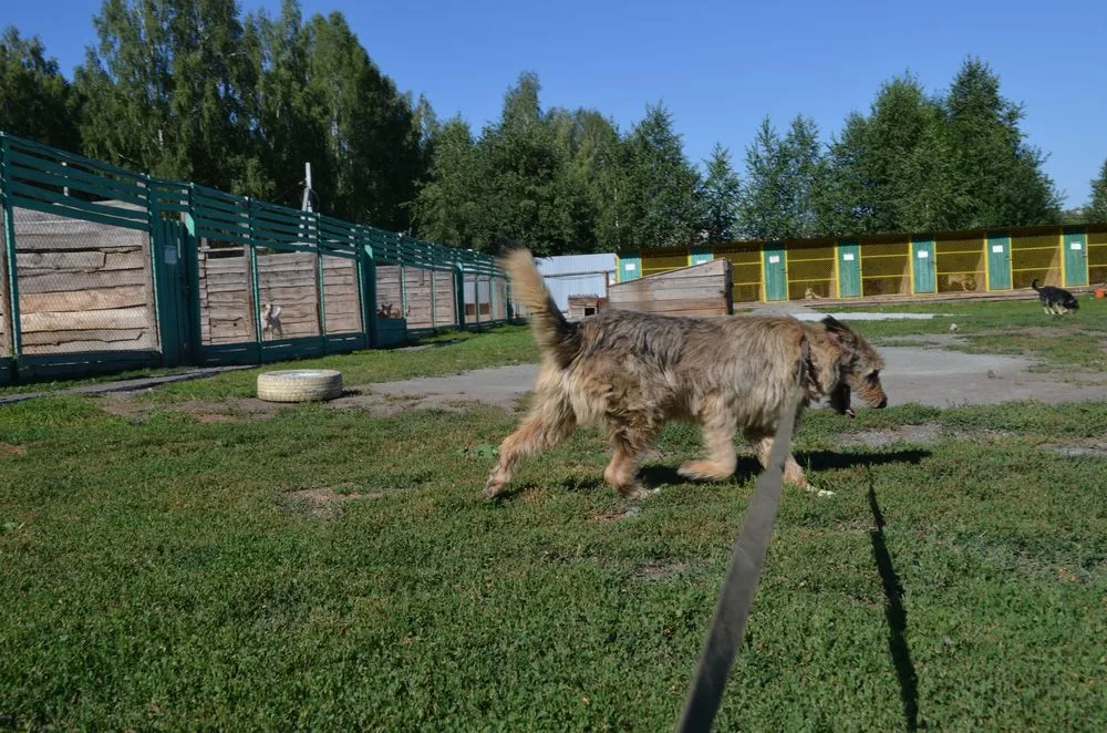 Собака Мелони, сука, Первоуральское городское общество защиты животных, Первоуральск. Фото 18 из 20.