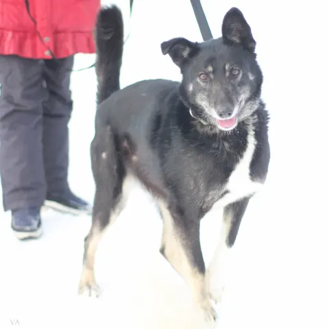 Бара — собака 10 лет, Первоуральск