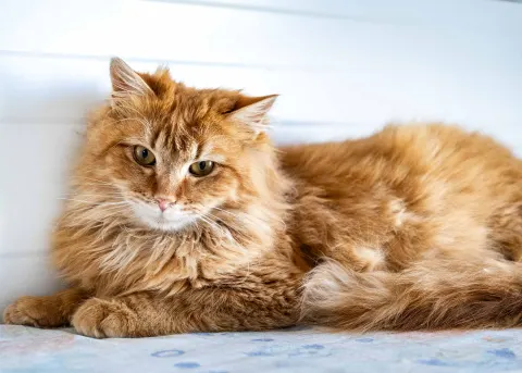 Велес — кошка, Москва
