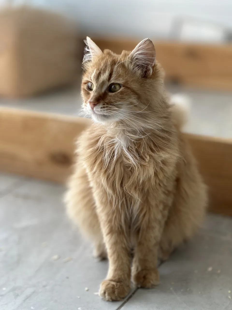 Кошка Велес, кот, Приют Бирюлево, Москва. Фото 9 из 9.