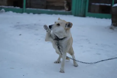Машенька — собака 9 лет, Первоуральск