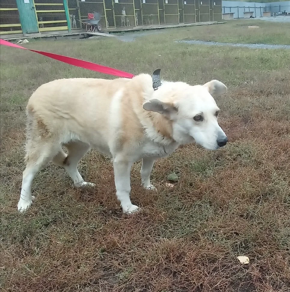 Собака Машенька, сука, Первоуральское городское общество защиты животных, Первоуральск. Фото 13 из 20.