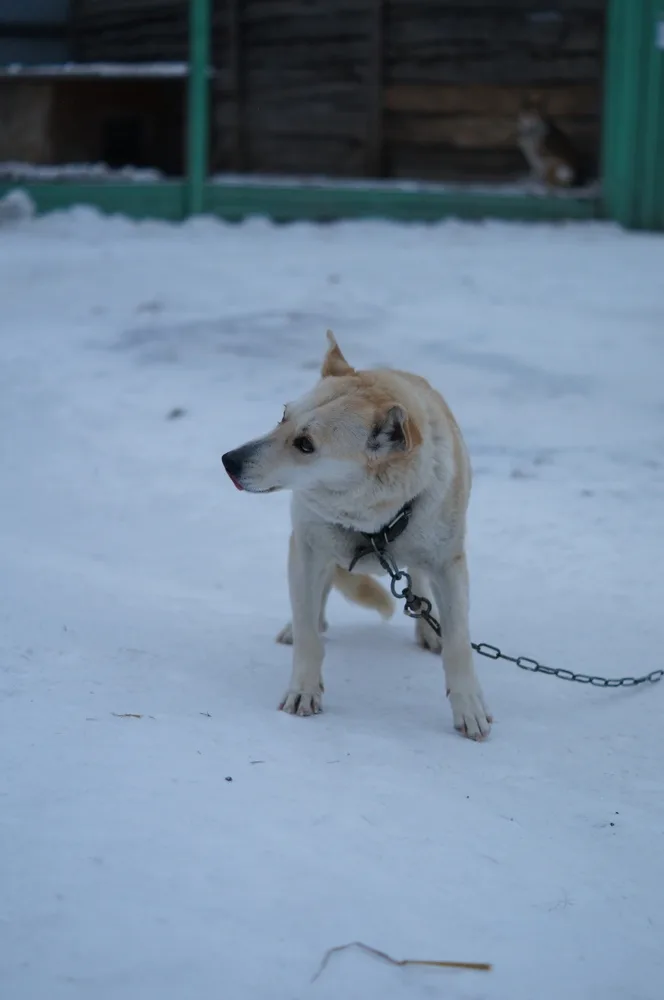 Собака Машенька, сука, Первоуральское городское общество защиты животных, Первоуральск. Фото 17 из 20.