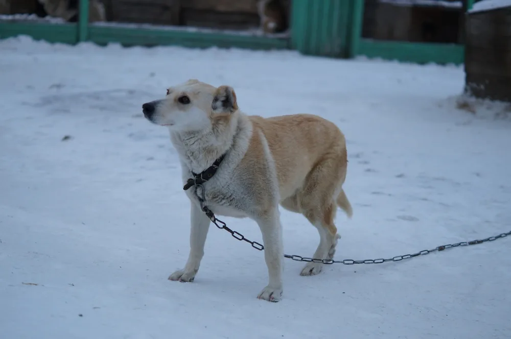 Собака Машенька, сука, Первоуральское городское общество защиты животных, Первоуральск. Фото 18 из 20.