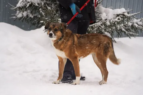 Малышка — собака 10 лет, Первоуральск