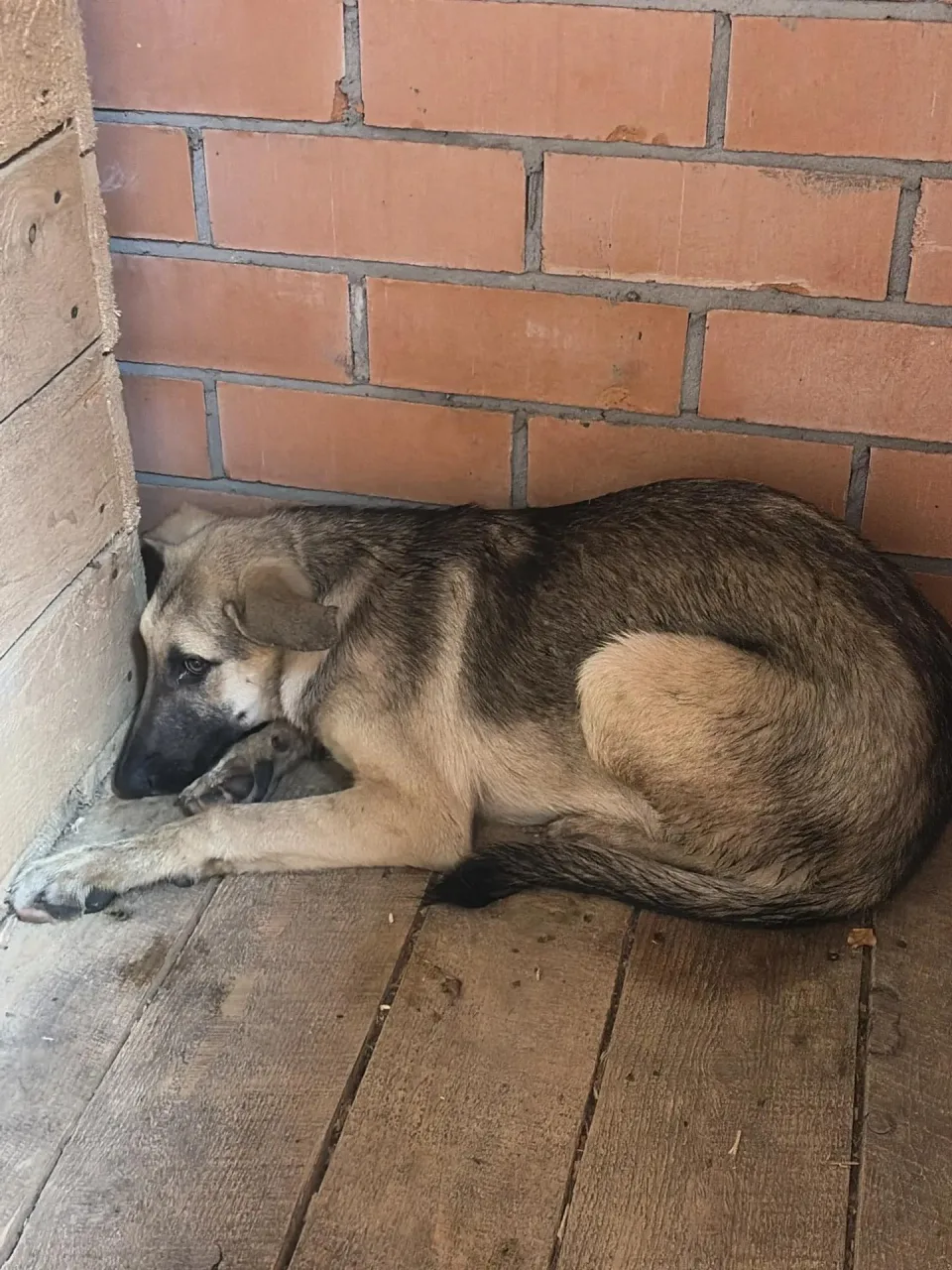 Собака Гангос, кобель, Приют Малинки (Кожухово), Москва. Фото 1 из 1.