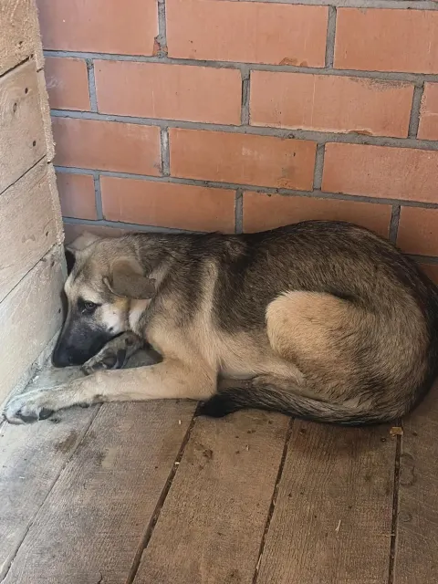 Гангос — собака Около 1 года, Москва