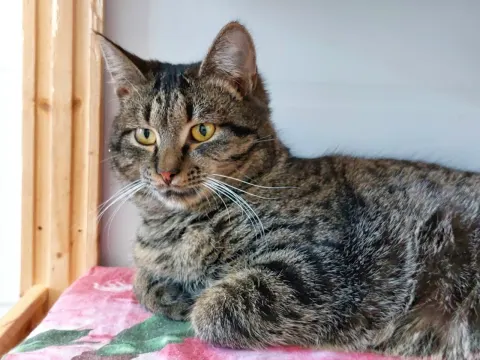 Маркус — кот Около 1 года, Москва