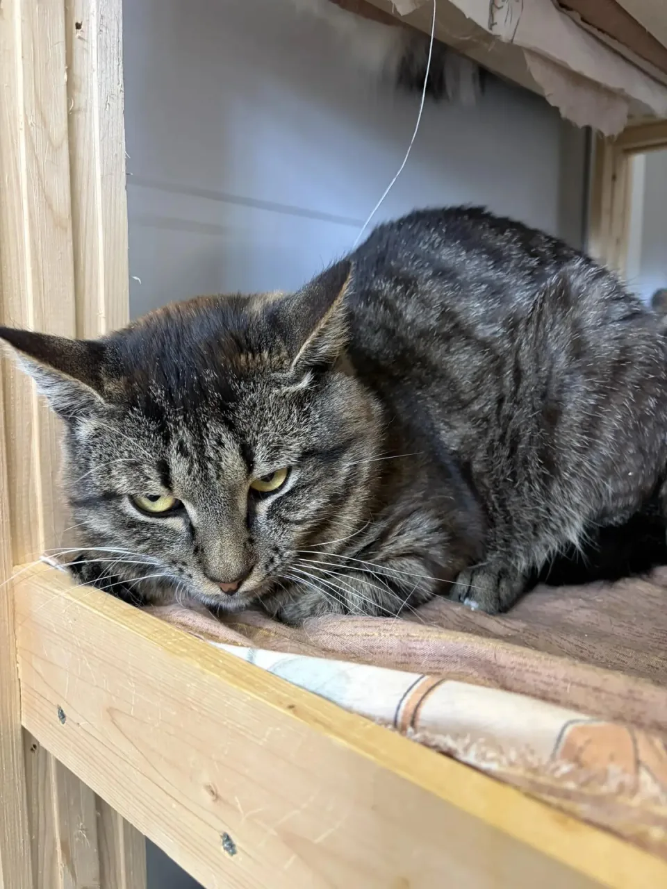 Кошка Маркус, кот, Приют Малинки (Кожухово), Москва. Фото 2 из 2.