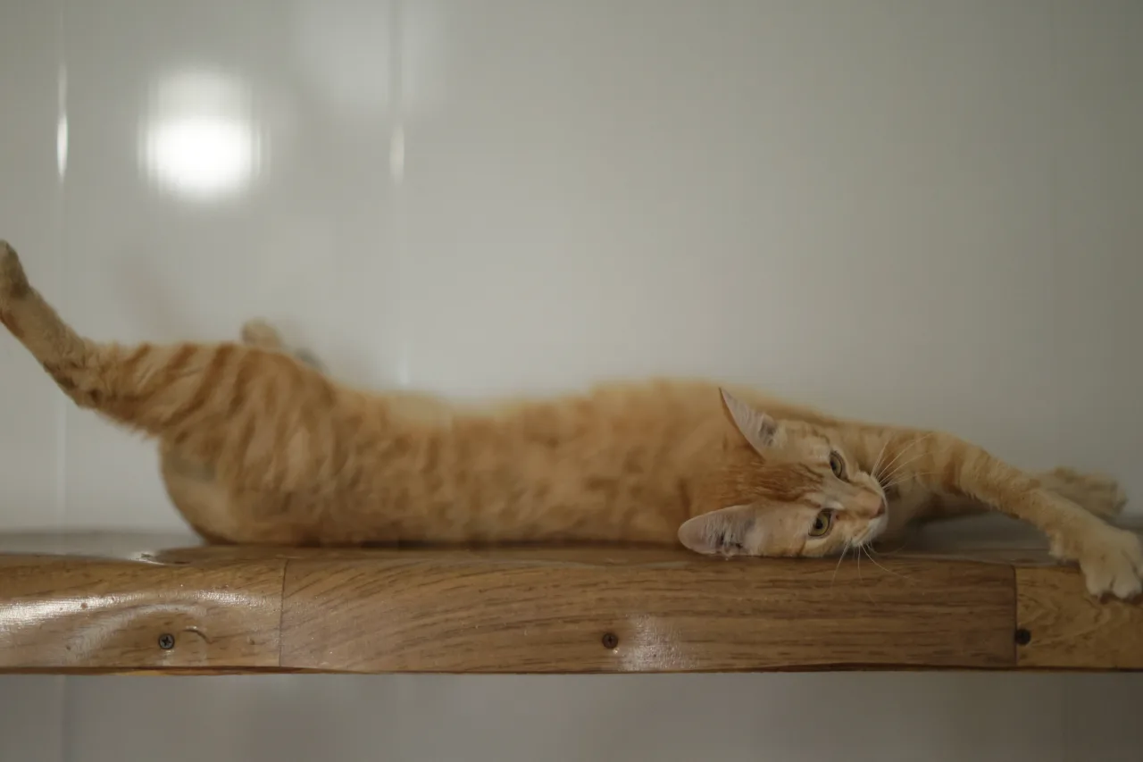 Кошка Феррари, кот, Приют Бирюлево, Москва. Фото 3 из 10.