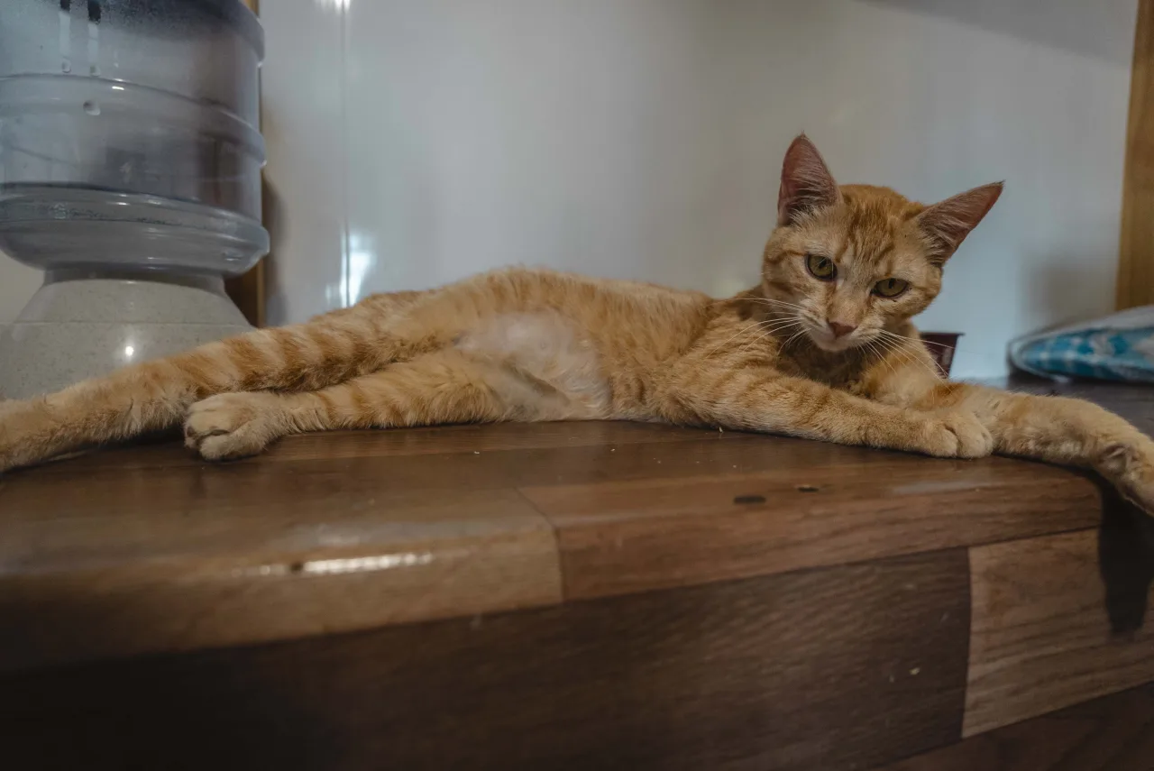 Кошка Феррари, кот, Приют Бирюлево, Москва. Фото 4 из 10.