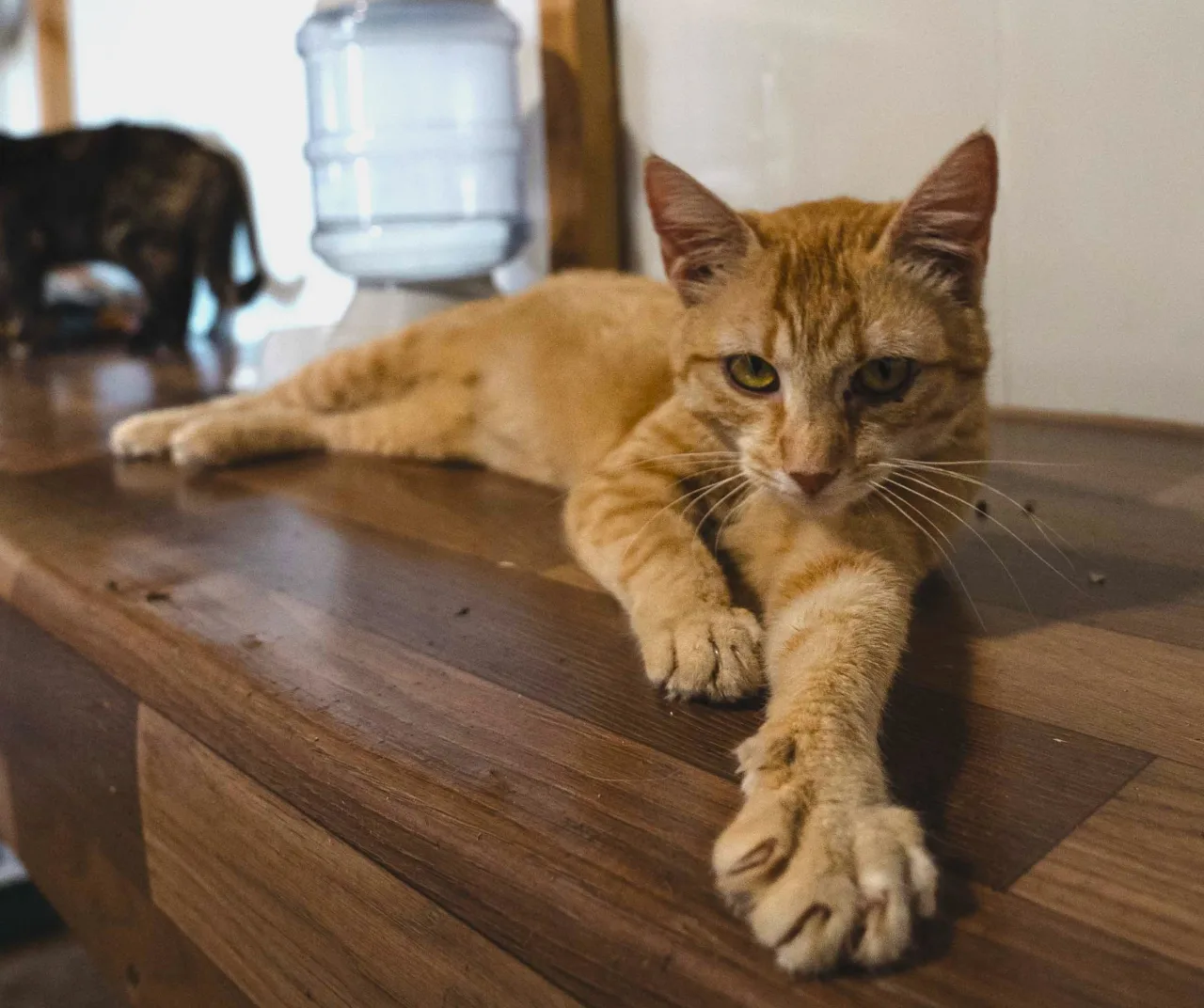 Кошка Феррари, кот, Приют Бирюлево, Москва. Фото 8 из 10.