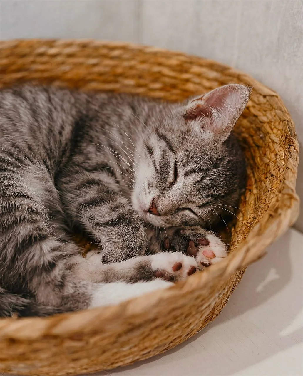 Котенок Ниф-Ниф, кот, Meow Family, Москва. Фото 3 из 3.