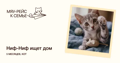 Ниф-Ниф — кошка Около 7 месяцев, Москва