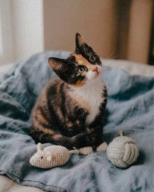 Котенок Наф-Наф, кошка, Meow Family, Москва. Фото 1 из 2.