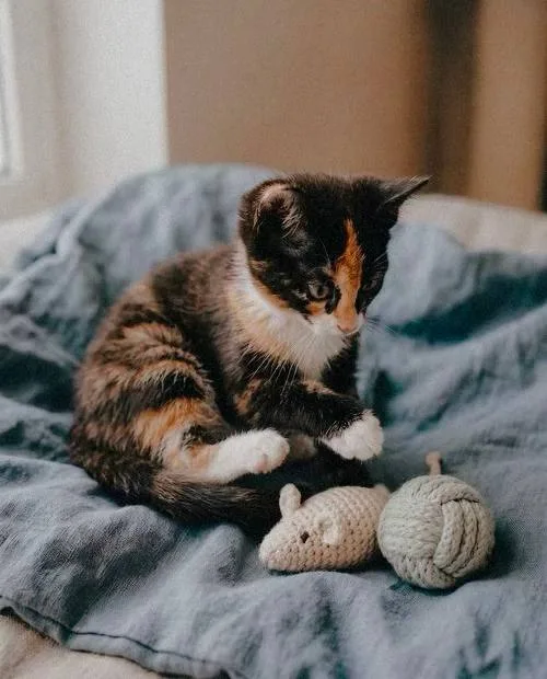 Котенок Наф-Наф, кошка, Meow Family, Москва. Фото 2 из 2.