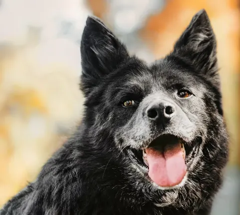 Данте — собака Около 7 лет, Москва