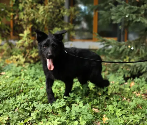 Маус — собака Около 2 лет, Москва