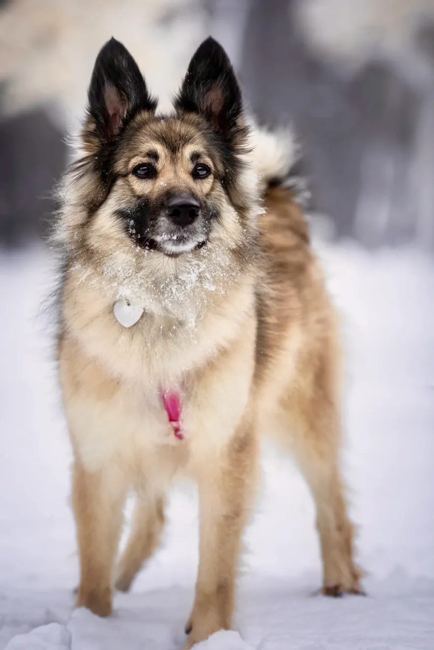 Собака Изабель, сука, Приют «Дубовая Роща», Москва. Фото 3 из 5.
