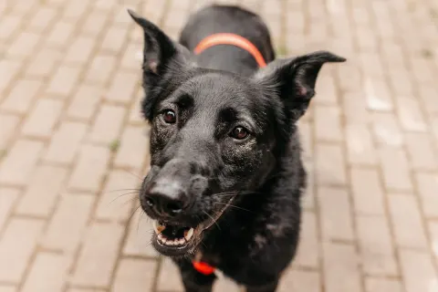 Зита — собака Около 3 лет, Москва