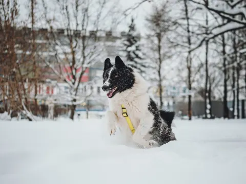 Север — собака Около 5 лет, Москва