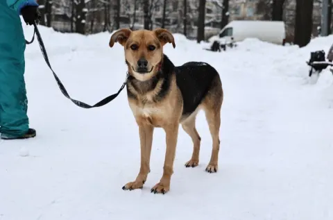 Шанни — собака Около 5 лет, Москва
