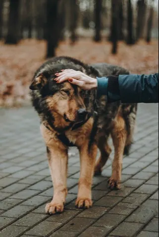 Мухтар — собака Около 12 лет, Москва
