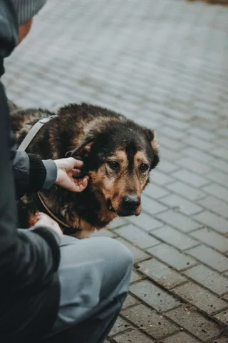Собака Мухтар, Приют «Дубовая Роща», Москва. Фото 5 из 5.