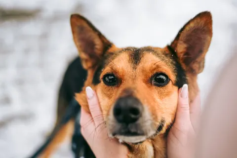 Шурик — собака Около 4 лет, Москва