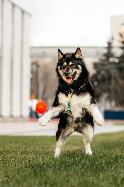 Хьюстон — собака Около 4 лет, Москва