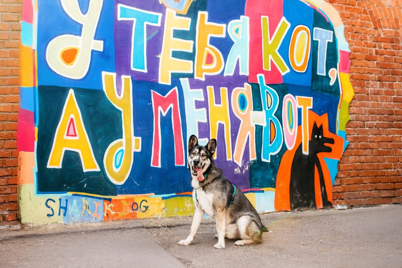 Собака Хэппи, кобель, Приют «Дубовая Роща», Москва. Фото 1 из 8.