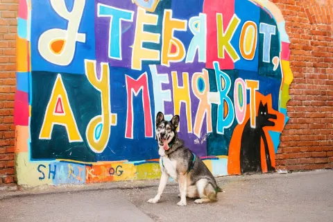 Хэппи — собака Около 3 лет, Москва