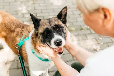 Рошель — собака Около 7 лет, Москва