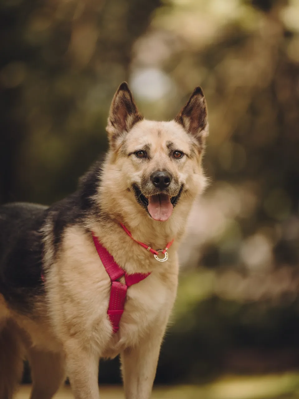 Собака Пеппе, сука, Приют «Дубовая Роща», Москва. Фото 3 из 7.