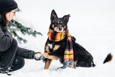 Байкал — собака Около 8 лет, Москва