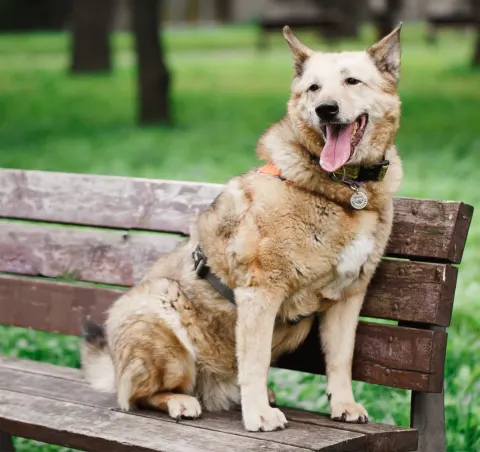 Фиона — собака Около 7 лет, Москва