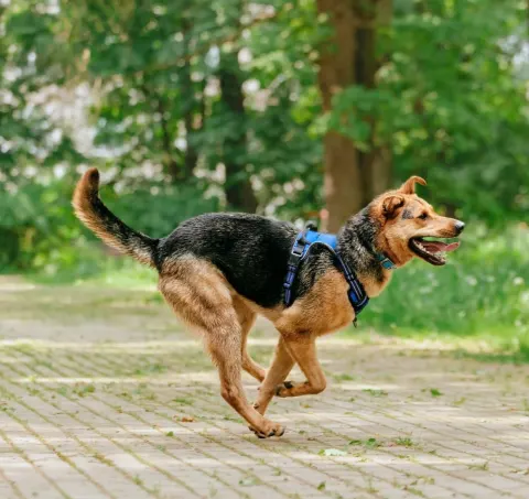 Пьер — собака Около 3 лет, Москва