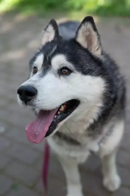 Канзи — собака Около 6 лет, Москва