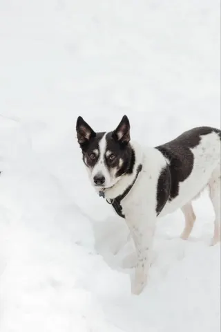 Макс — собака Около 6 лет, Москва