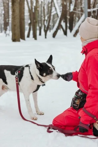 Собака Макс, кобель, Приют «Дубовая Роща», Москва. Фото 3 из 6.
