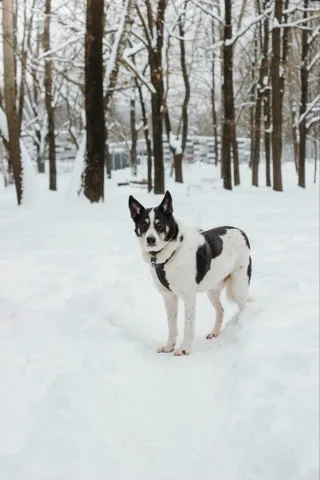 Собака Макс, кобель, Приют «Дубовая Роща», Москва. Фото 6 из 6.