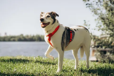Лиона — собака Около 8 лет, Москва