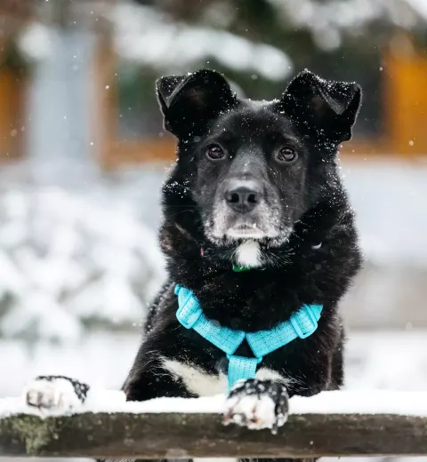 Дин — собака Около 6 лет, Москва