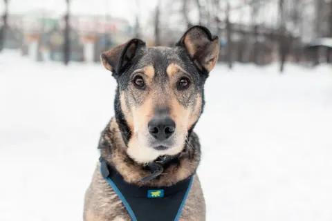 Альба — собака Около 8 лет, Москва