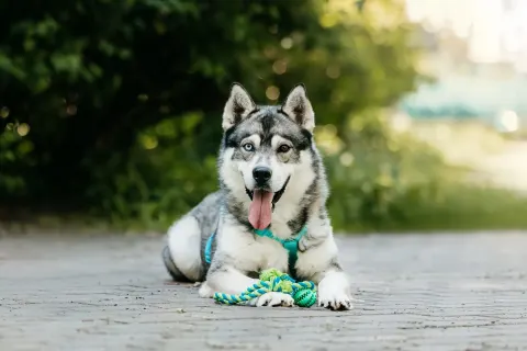 Эвер — собака Около 2 лет, Москва